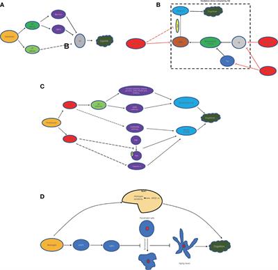 An Updated Review: Androgens and Cognitive Impairment in Older Men